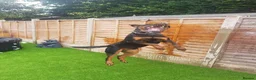 Rottweiler dogs for stud: ⭐️KAGE⭐️ - Advert 22