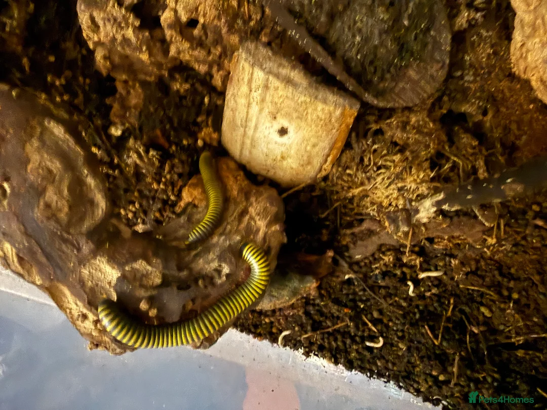 Millipedes invertebrates for sale: Bumblebee millipedes for sale  - Advert 2