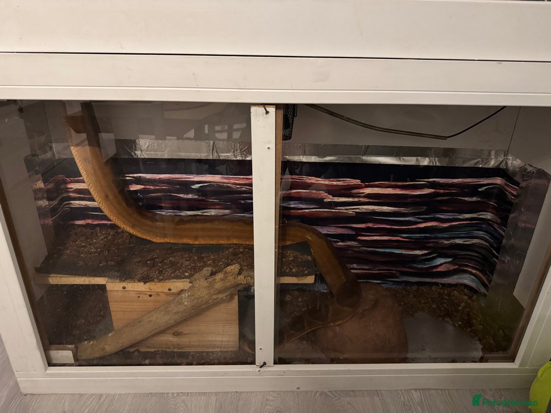 Boa Snake reptiles for sale: Boa Constrictor - Image 4