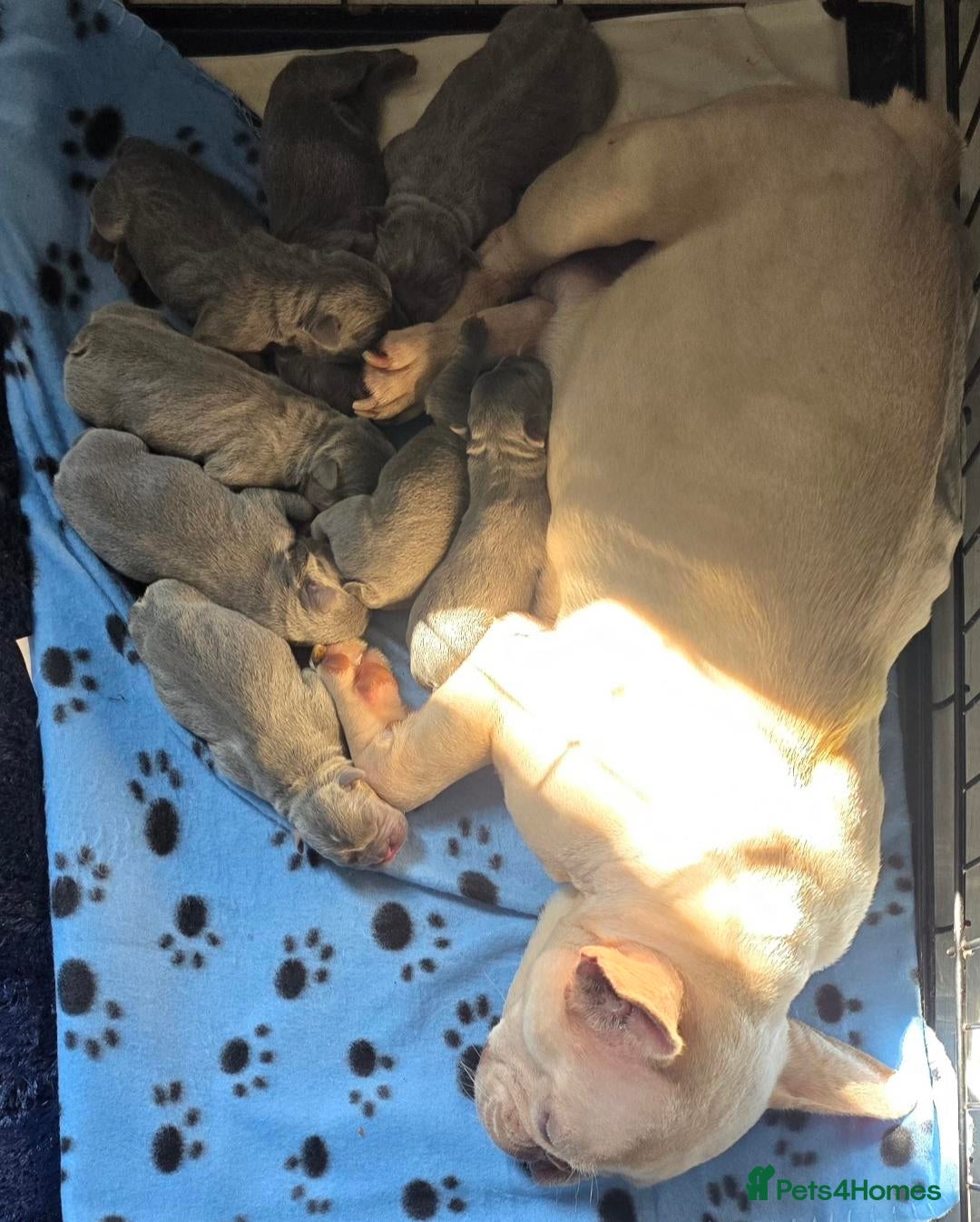 French Bulldog dogs for sale: Last Baby Girl - French Bulldog Puppies - Image 9