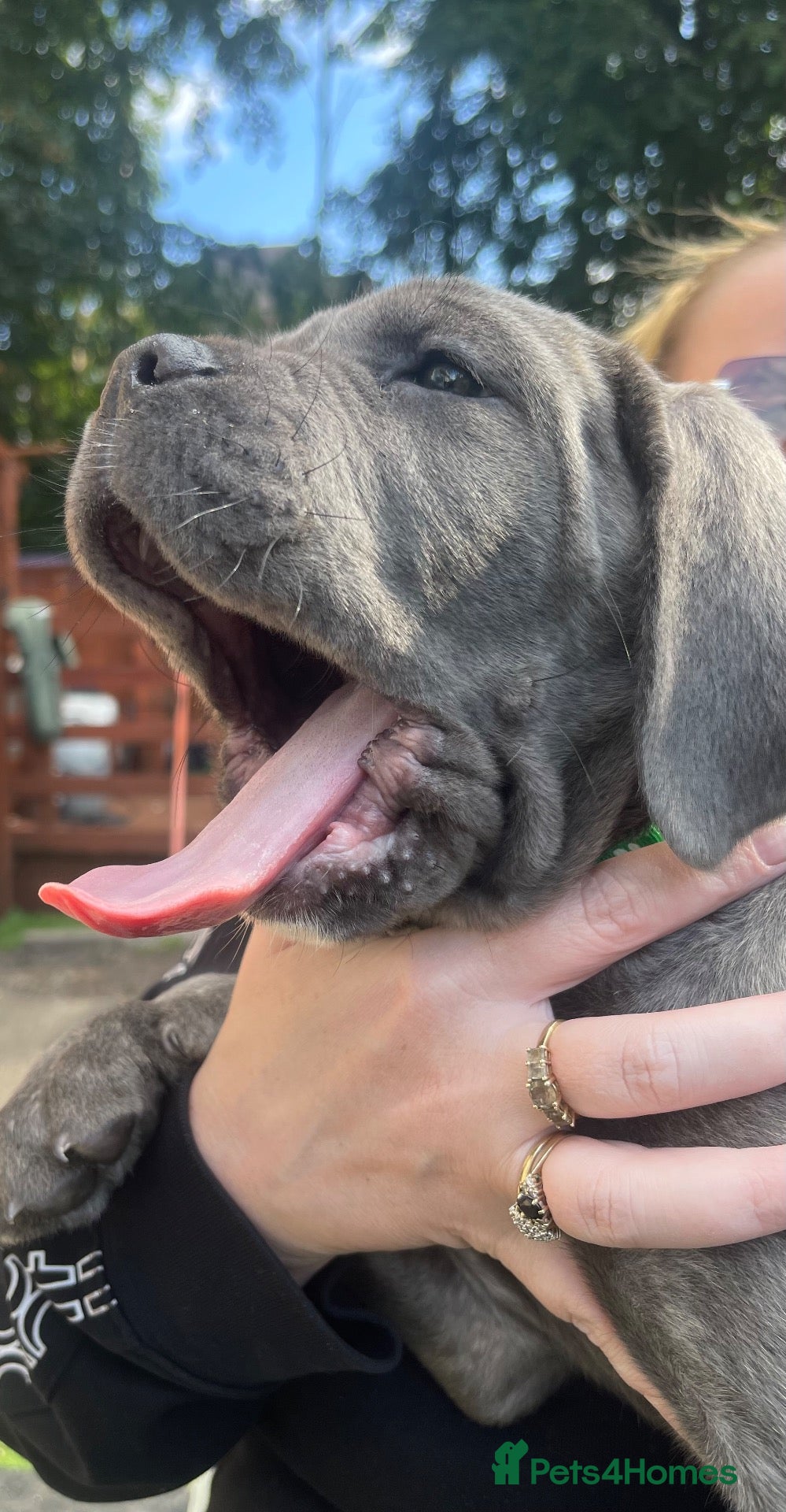 Cane Corso dogs 8+ Gen pedigree BLUE BRINDLE GIRL - Advert 21