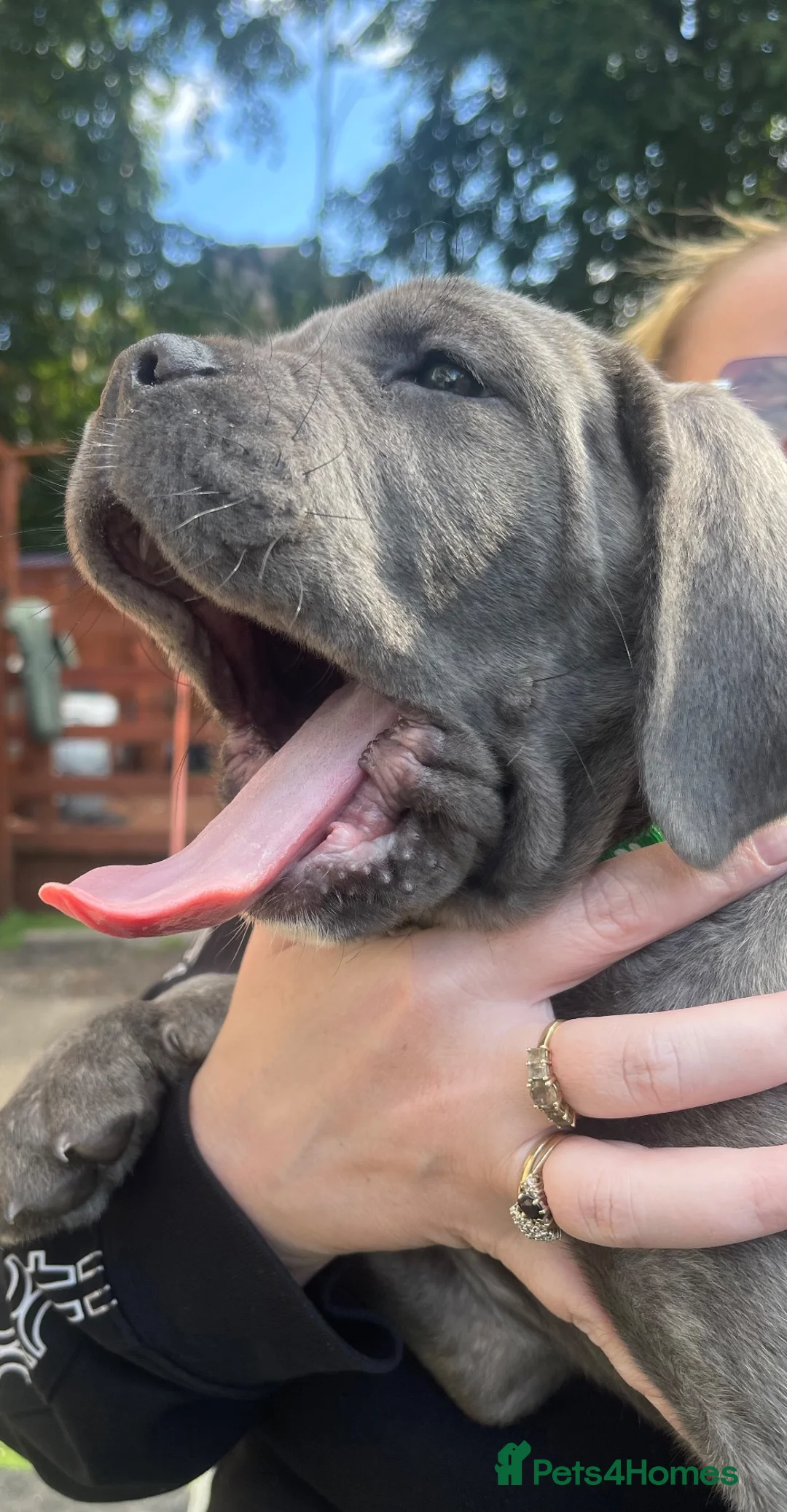 Cane Corso dogs for sale: 8+ Gen pedigree BLUE BRINDLE GIRL - Advert 1