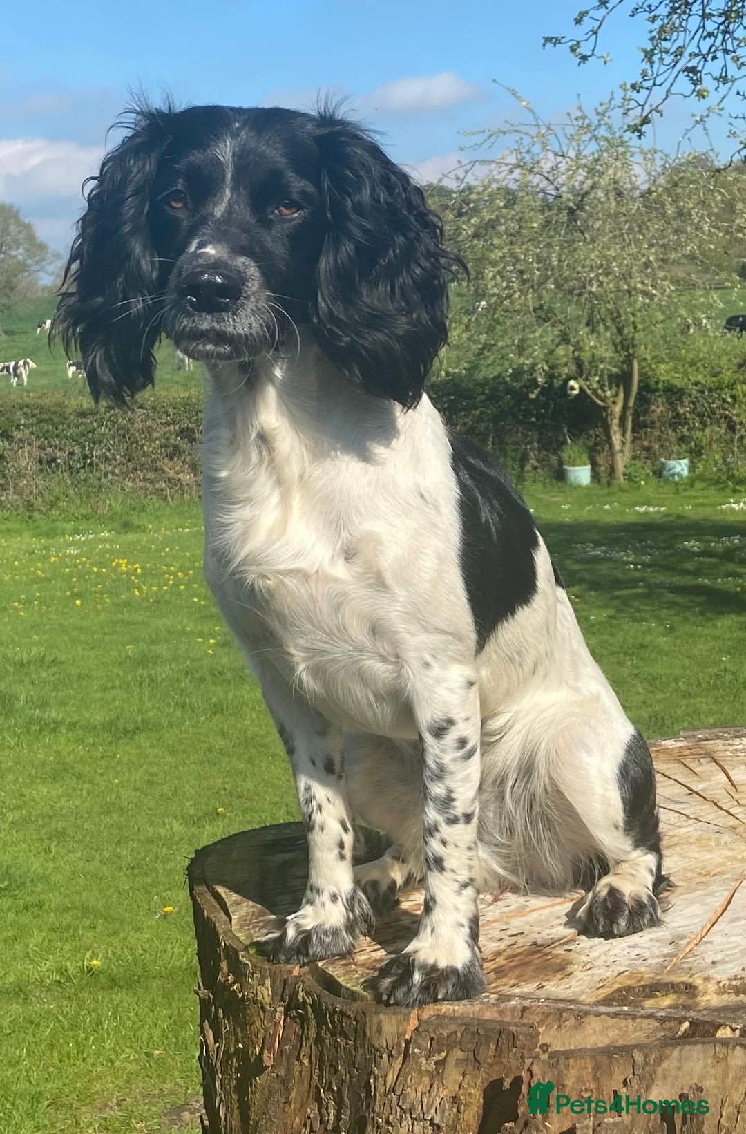 Sprocker dogs for sale: Working Sprockers (3/4 Cocker) - Image 7