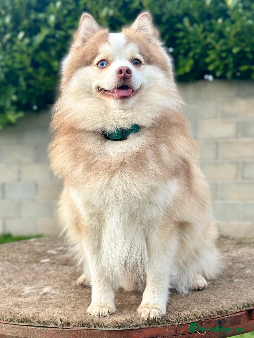 Pomsky dogs for sale: F3 Pomsky Puppies - ready now :)  - Advert 21