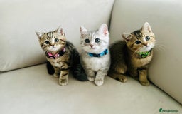 British Shorthair cats for sale: ❣️British shh TICA register Active Champion Line❣️ - Image 2
