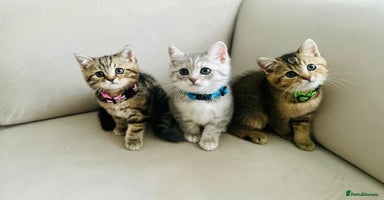 British Shorthair cats - Advert 6