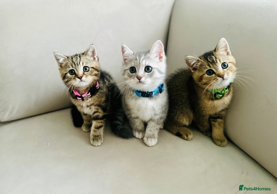 British Shorthair cats for sale: ❣️British shh TICA register Active Champion Line❣️ - Image 2