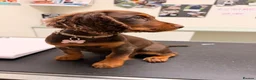 Cocker Spaniel dogs for sale: Chocolate and tan cocker spaniel 15weeks old  - Advert 3