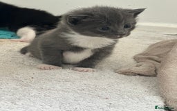 British Shorthair cats for sale: British short hair cross kittens - Image 1