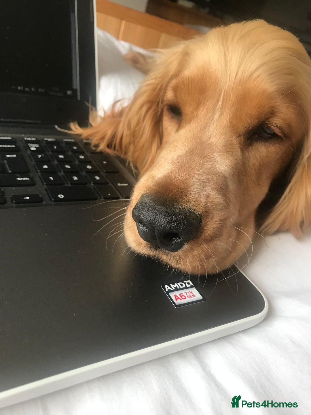 Cocker Spaniel dogs for sale: Waiting list open! KC reg Cocker Spaniel pups - Image 6