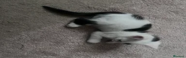  Domestic Shorthair