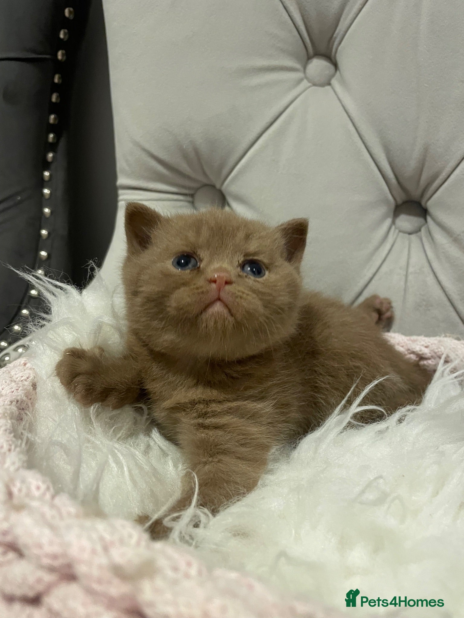 British Shorthair cats 😻CINNAMON😻Champion bloodlines British Shorthair  - Advert 7