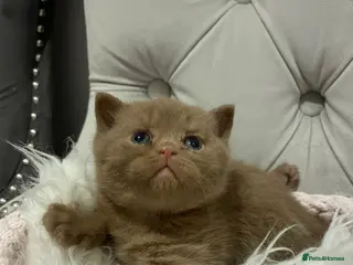 British Shorthair cats 😻CINNAMON😻Champion bloodlines British Shorthair - Advert 4