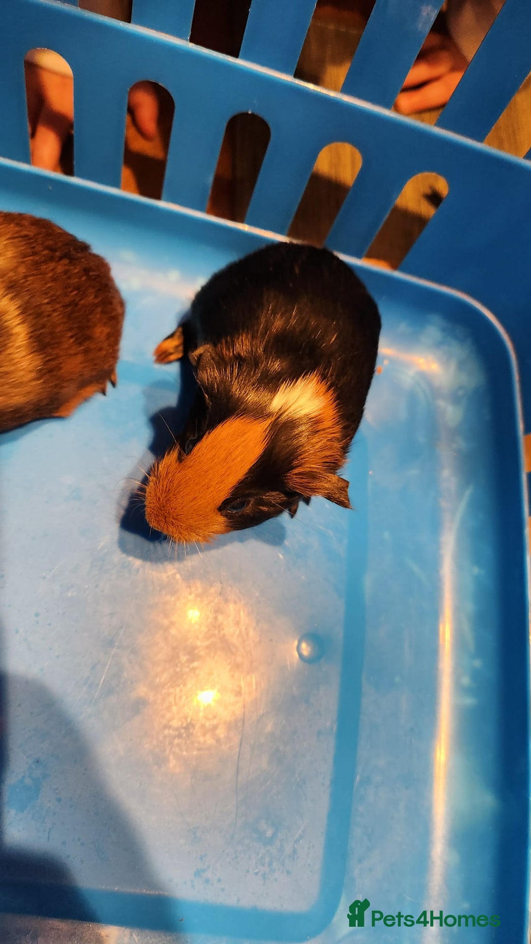 Guinea Pig rodents for sale: Baby Guniea pigs for sale - Advert 6