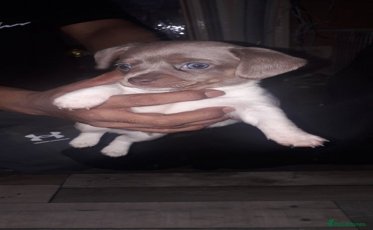 Chiweenie dogs Chiweenie puppies only one little boy left  - Advert 2