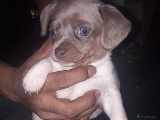Chiweenie dogs Chiweenie puppies only one little boy left - Advert 9