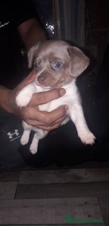 Chiweenie dogs Chiweenie puppies only one little boy left - Advert 2