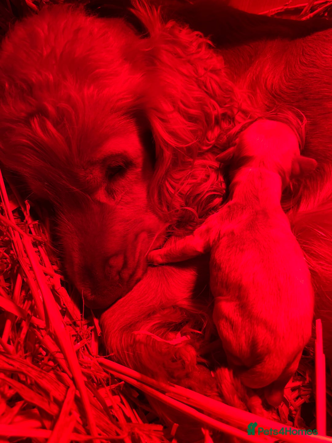 Cockapoo dogs for sale: Beautiful F1 cockapoo puppies  - Advert 8