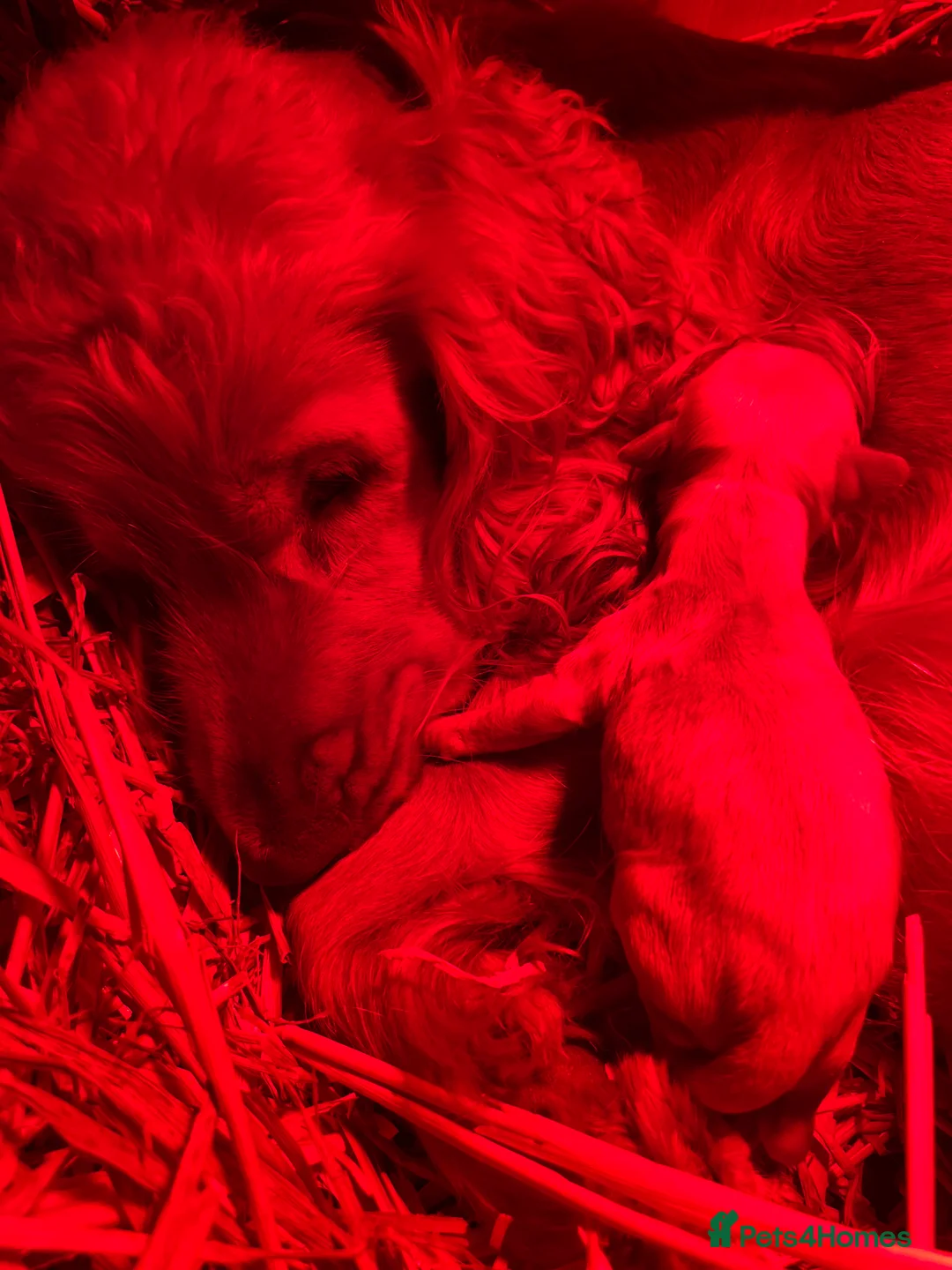 Cockapoo dogs for sale: ONE BOY LEFT.  F1 COCKAPOO - Advert 15