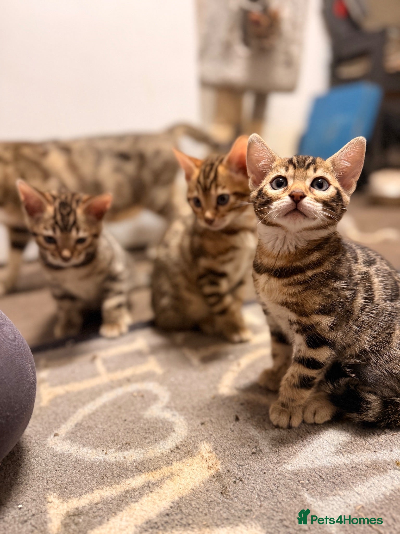 Bengal cats Bengal x kitten - Advert 1