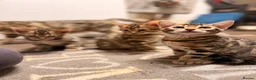 Bengal cats for sale: Bengal x kitten - Advert 1