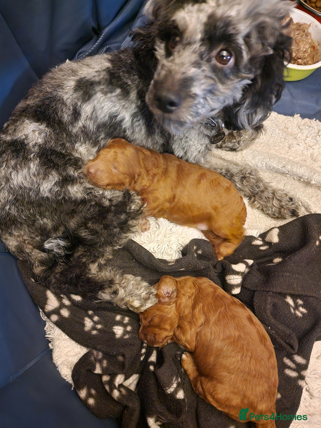 Cockapoo dogs for sale: Apricot coloured cockapoo boy - Advert 22