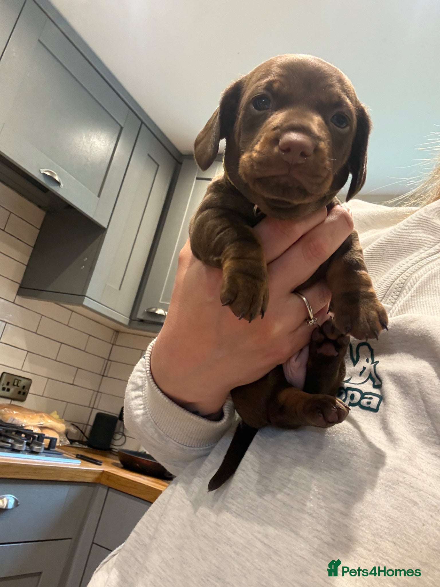 Miniature Dachshund dogs Miniature Dachshund pup - Advert 6