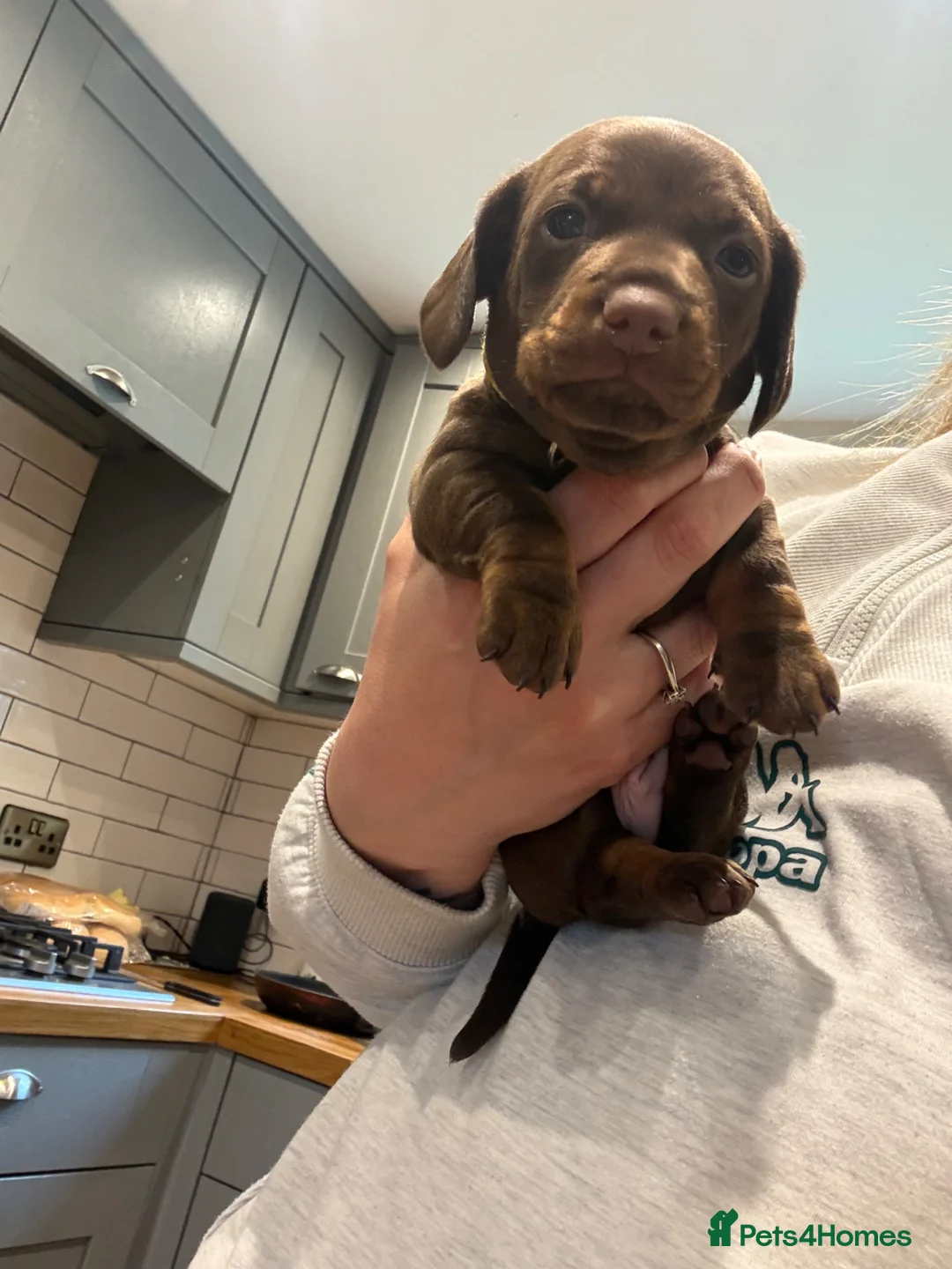 Miniature Dachshund dogs for sale: Miniature Dachshund pup - Advert 1