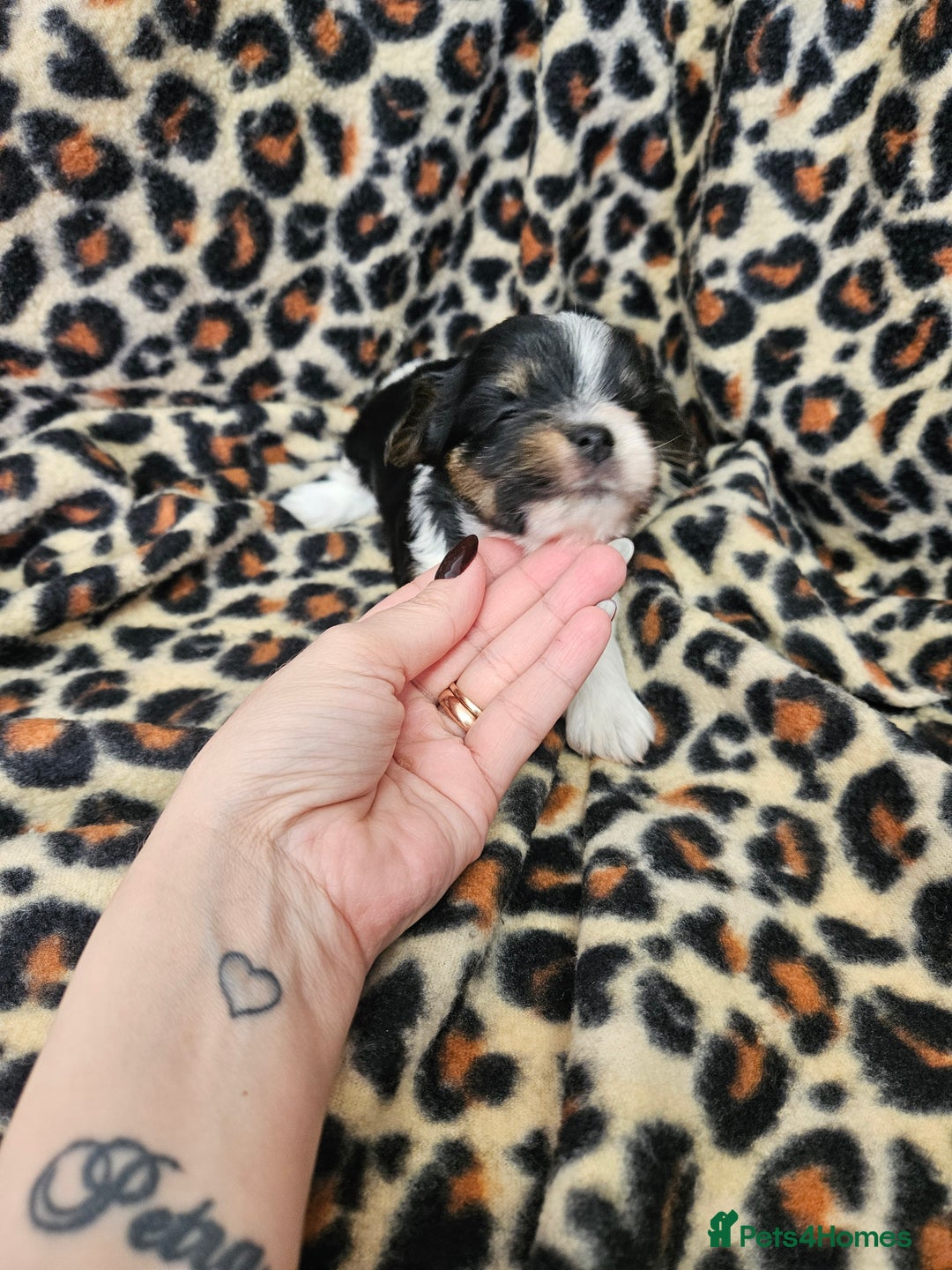 Yorkshire Terrier dogs for sale: 🤎 DNA tested parents 🤎 Yorkie puppies  - Advert 19