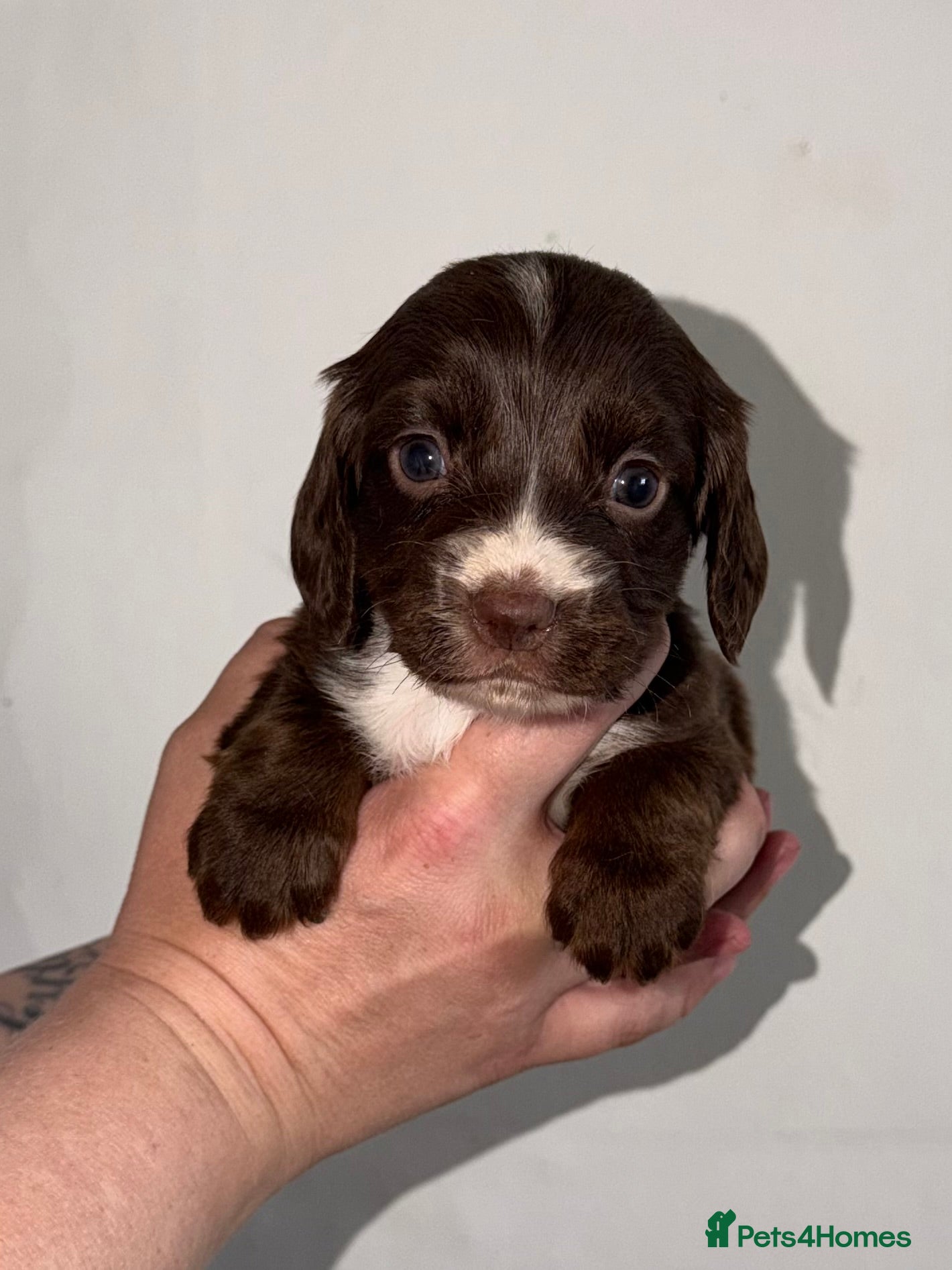 Cocker Spaniel dogs Cocker spaniel puppies  - Advert 1