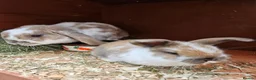 Mini Lop rabbits for sale: Mother & Bunnie for sale together  - Advert 8
