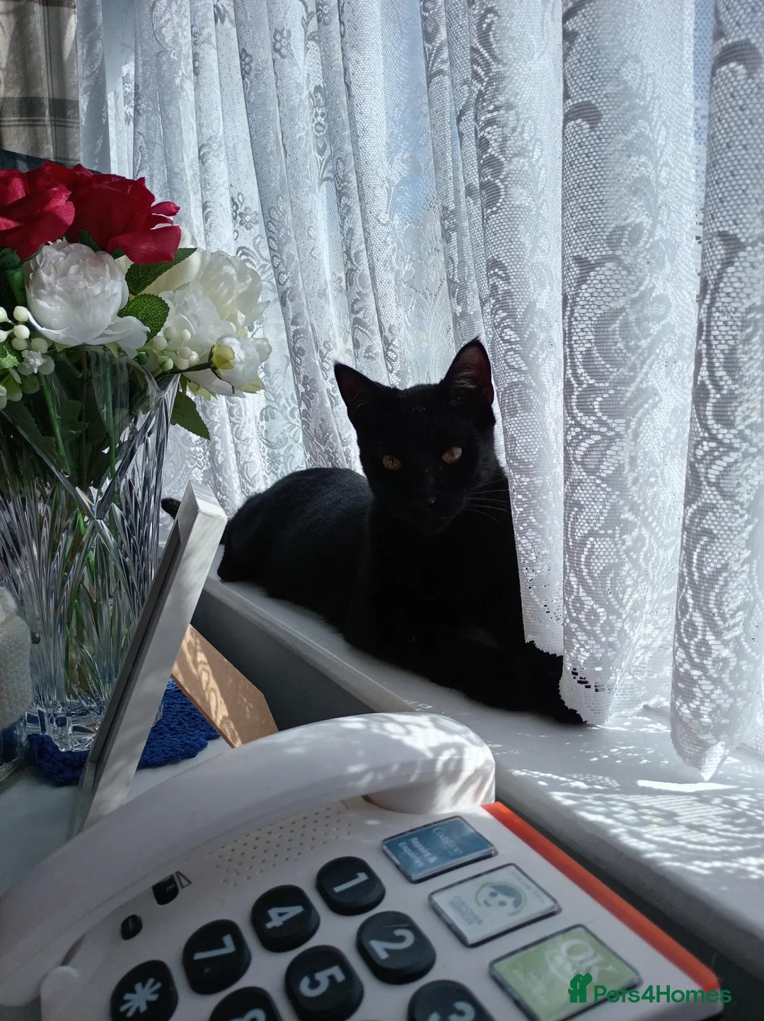 Mixed Breed cats for sale: Kitten for sale in Helston - Advert 1