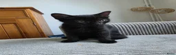 Mixed Breed cats for sale: 2 beautiful kittens for sale. - Advert 7