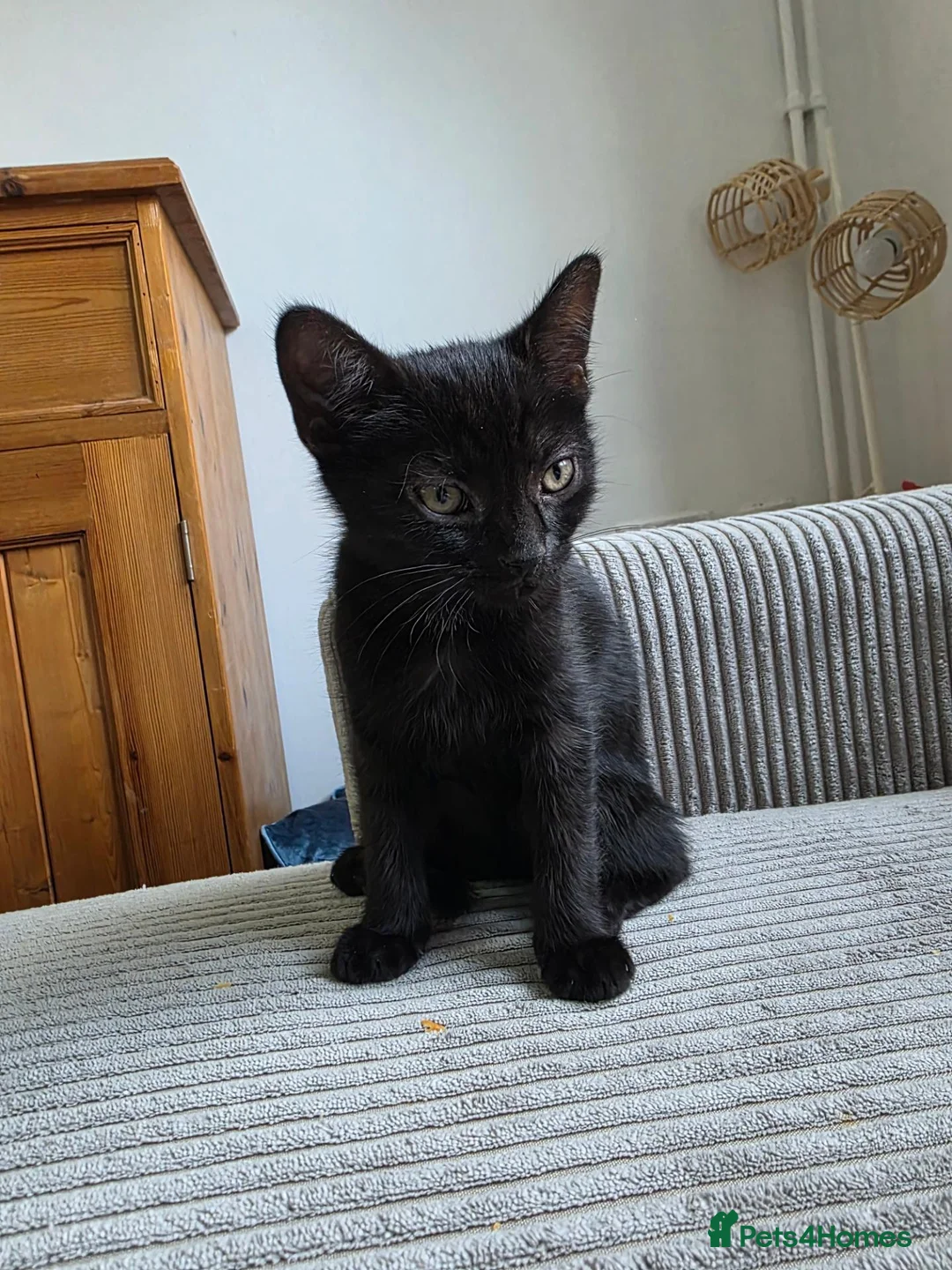 Mixed Breed cats for sale: 2 beautiful kittens for sale. - Advert 7