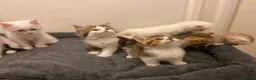 Munchkin cats for sale: Full Pedigree Munchkin Kittens - Advert 6
