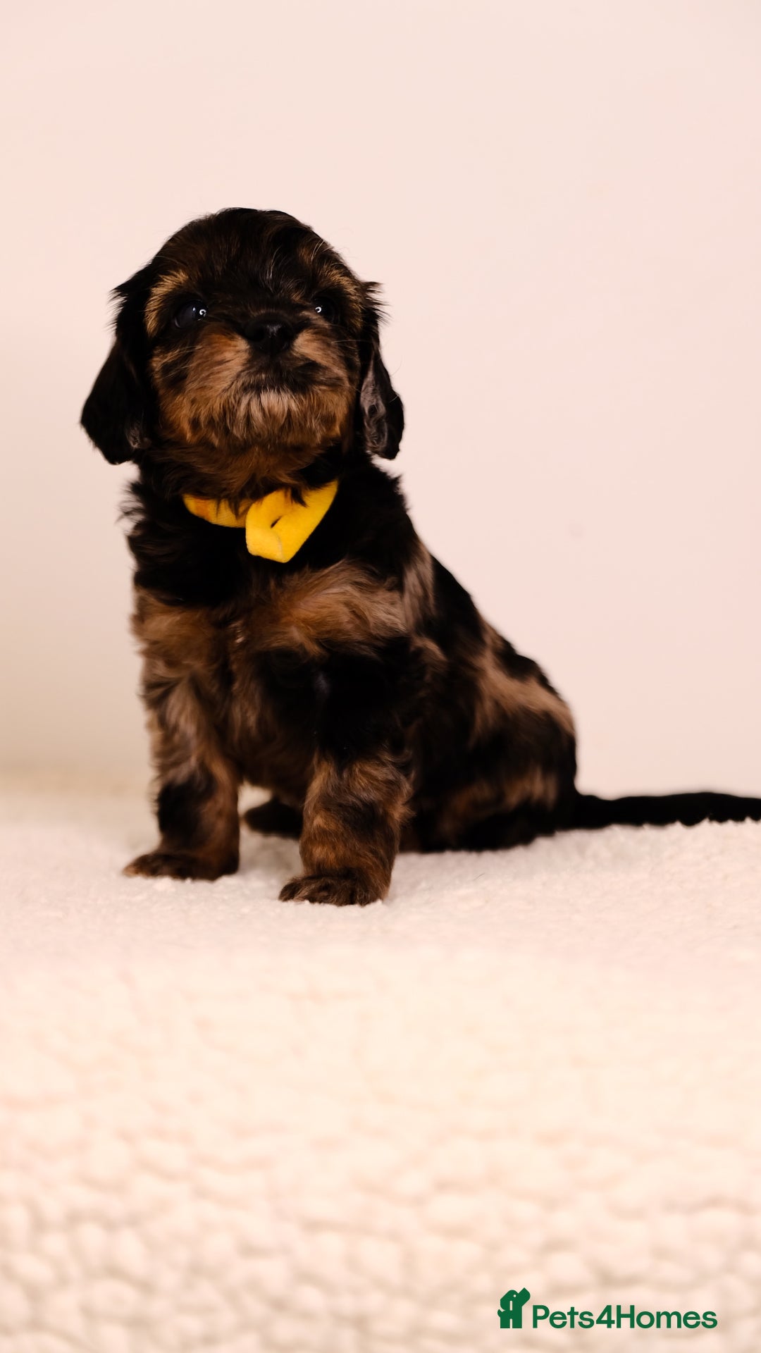 Mixed Breed dogs for sale: 8 UNIQUE Spaniel x Poodle Puppies - Image 17