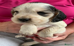 Cocker Spaniel dogs for sale: Health tested KC reg show type cocker spaniels  in Abergele - Image 17