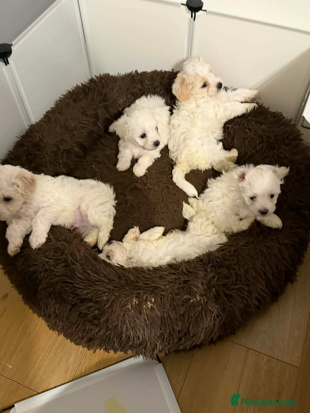 Bichon Frise dogs for sale: Fluffy Bichon Puppies Ready to Steal Your Heart! - Advert 3