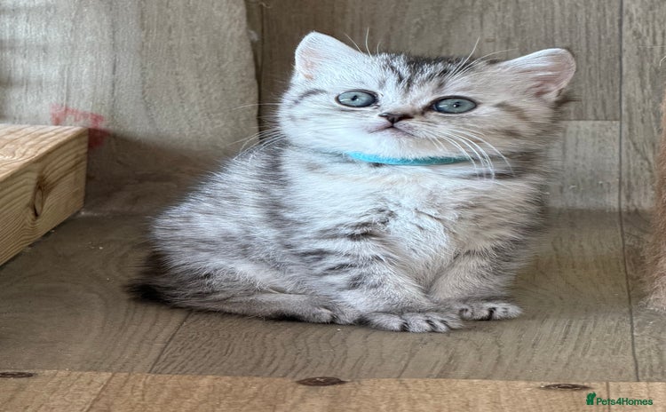 British Shorthair cats - Advert 15