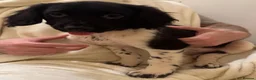 English Springer Spaniel dogs for sale: English springer spaniel puppies  - Advert 7