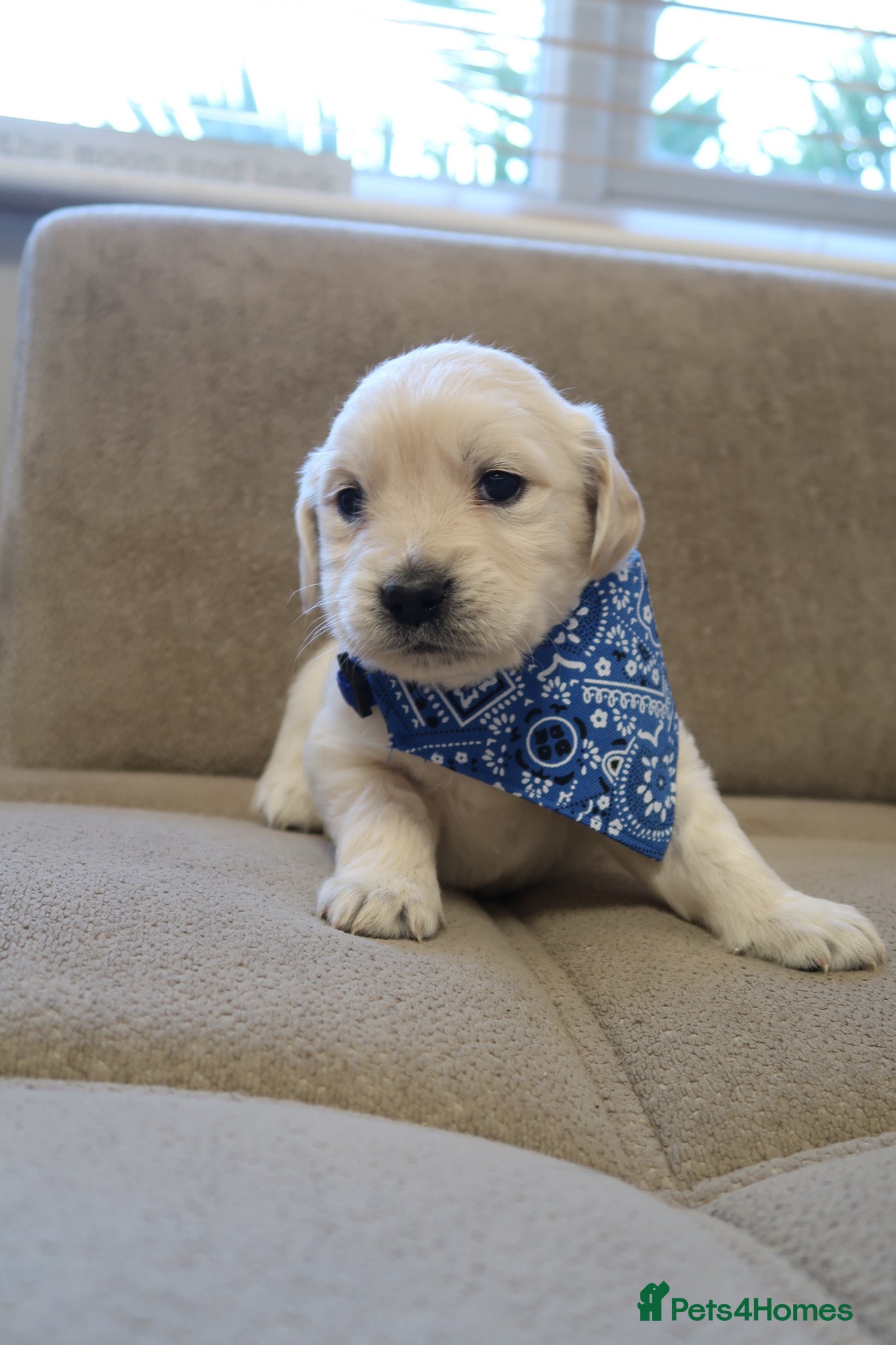 Golden Retriever dogs for sale: Pure bread puppies - Advert 21