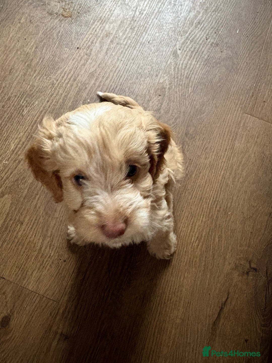 Cockapoo dogs for sale: F1 Unique Cockapoo Puppies  - Advert 10