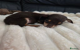 Miniature Dachshund dogs for sale: Miniature dachshunds  - Image 27