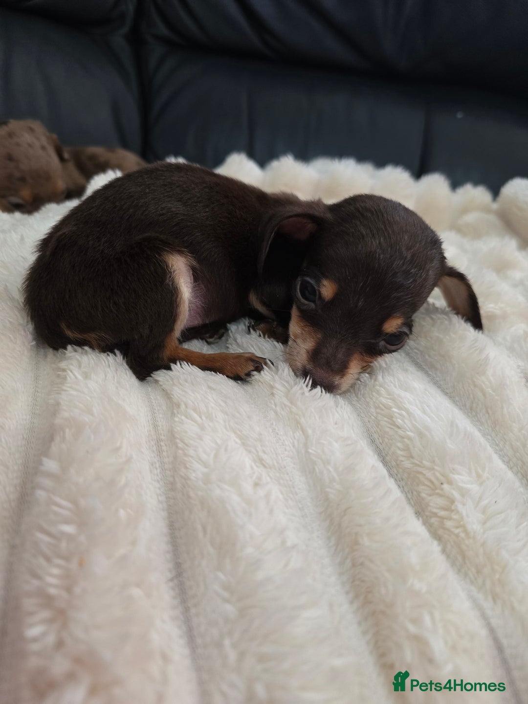 Miniature Dachshund dogs for sale: Miniature dachshunds  - Image 27