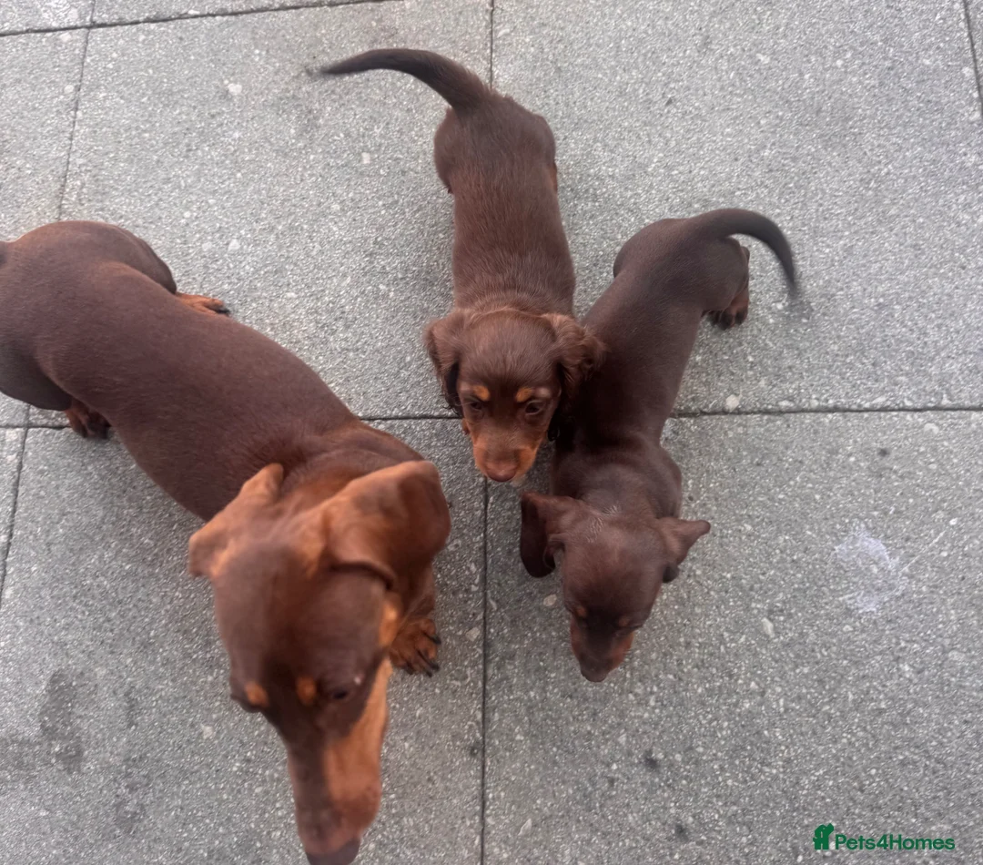 Miniature Dachshund dogs for sale: Miniature dachshund puppies  - Advert 8