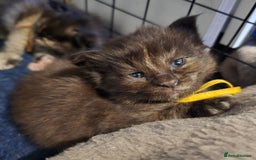 Maine Coon cats for sale: Maine Coon Kittens Tortie/Torbie Russian lines - Image 21