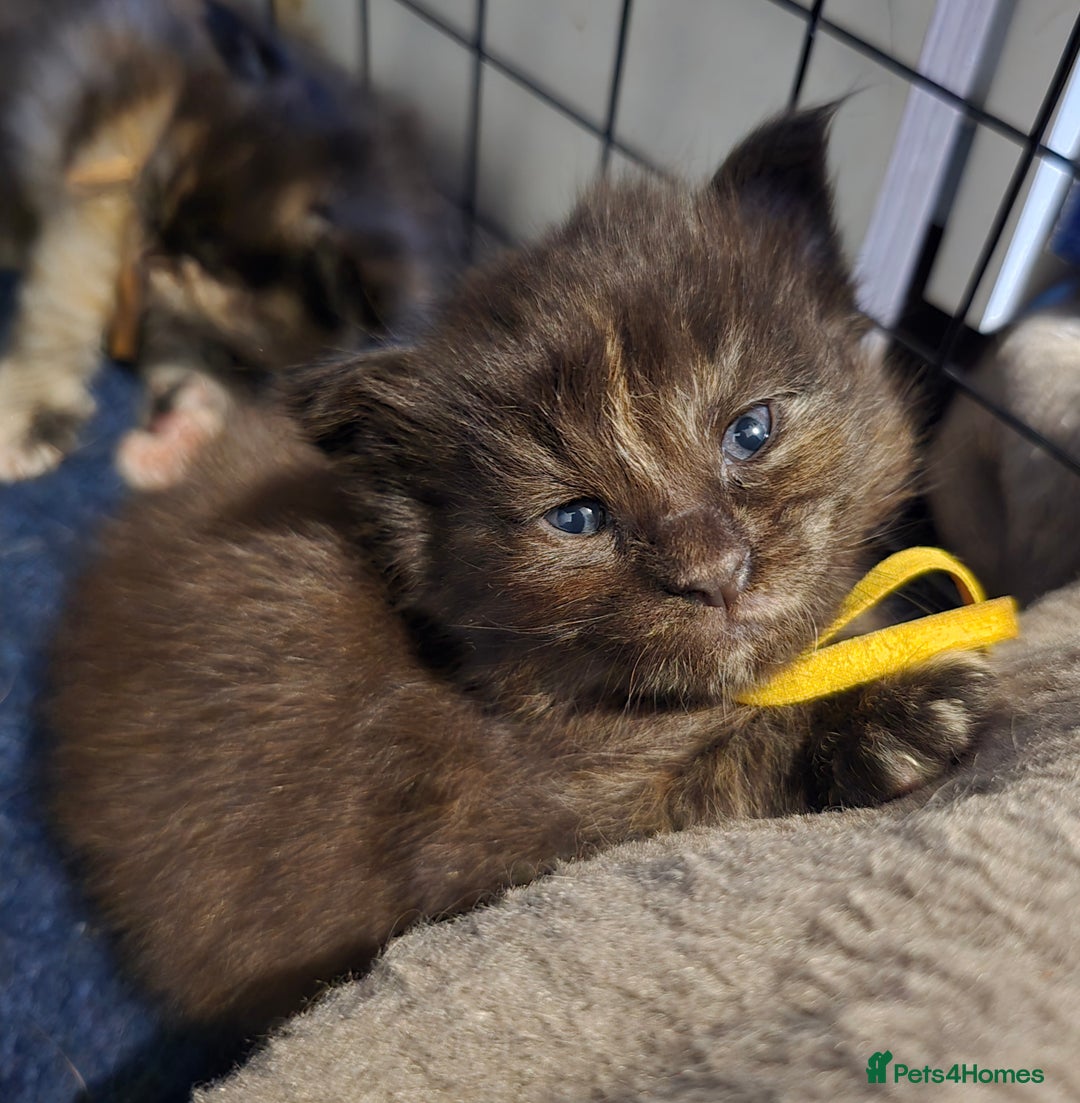 Maine Coon cats for sale: Maine Coon Kittens Tortie/Torbie Russian lines - Image 21