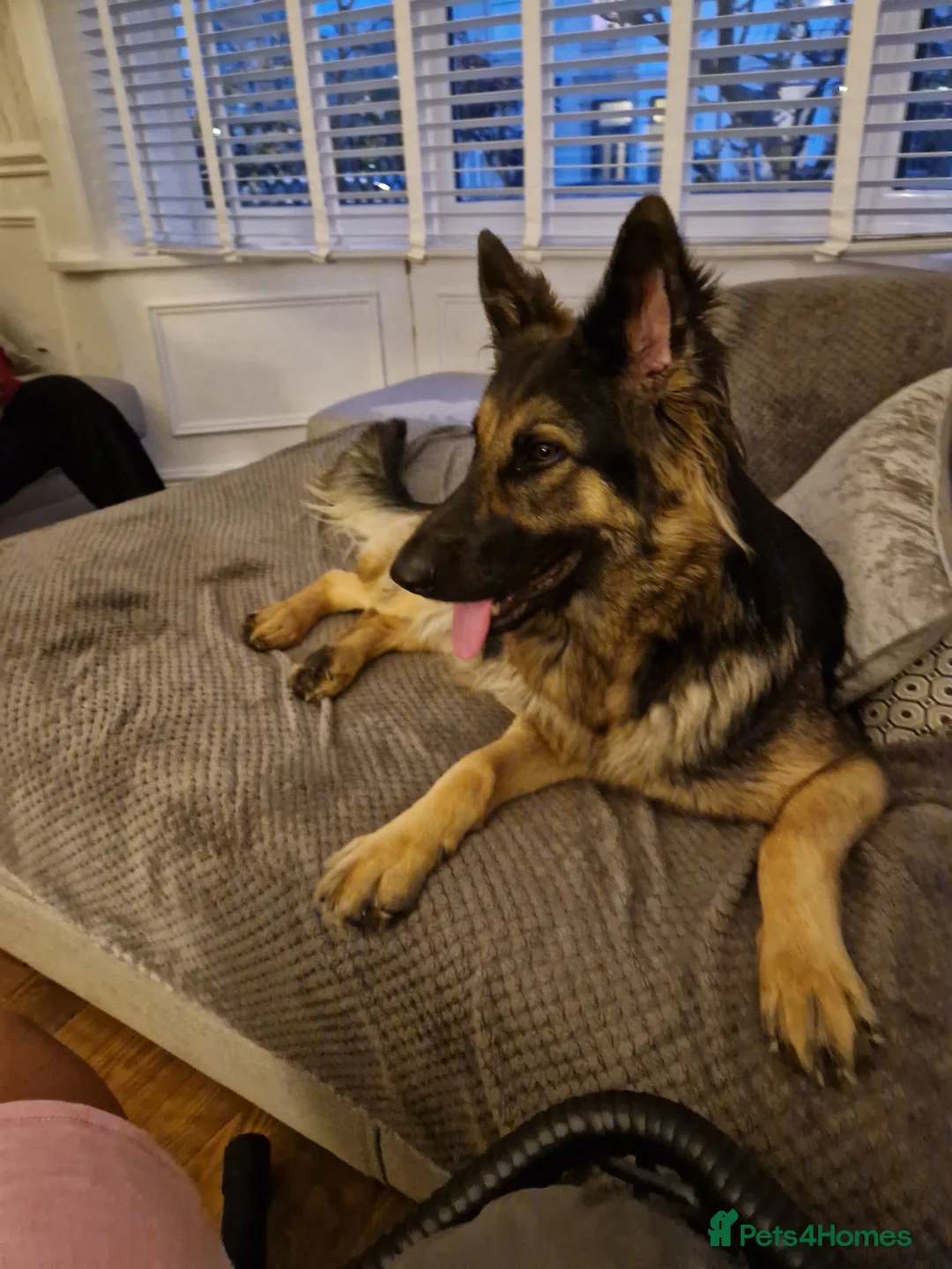 German Shepherd dogs for sale: Kc registered German shepherd puppies - Advert 23