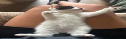 Mixed Breed cats for sale: Just over 10 week old male kitten in Liskeard - Advert 3