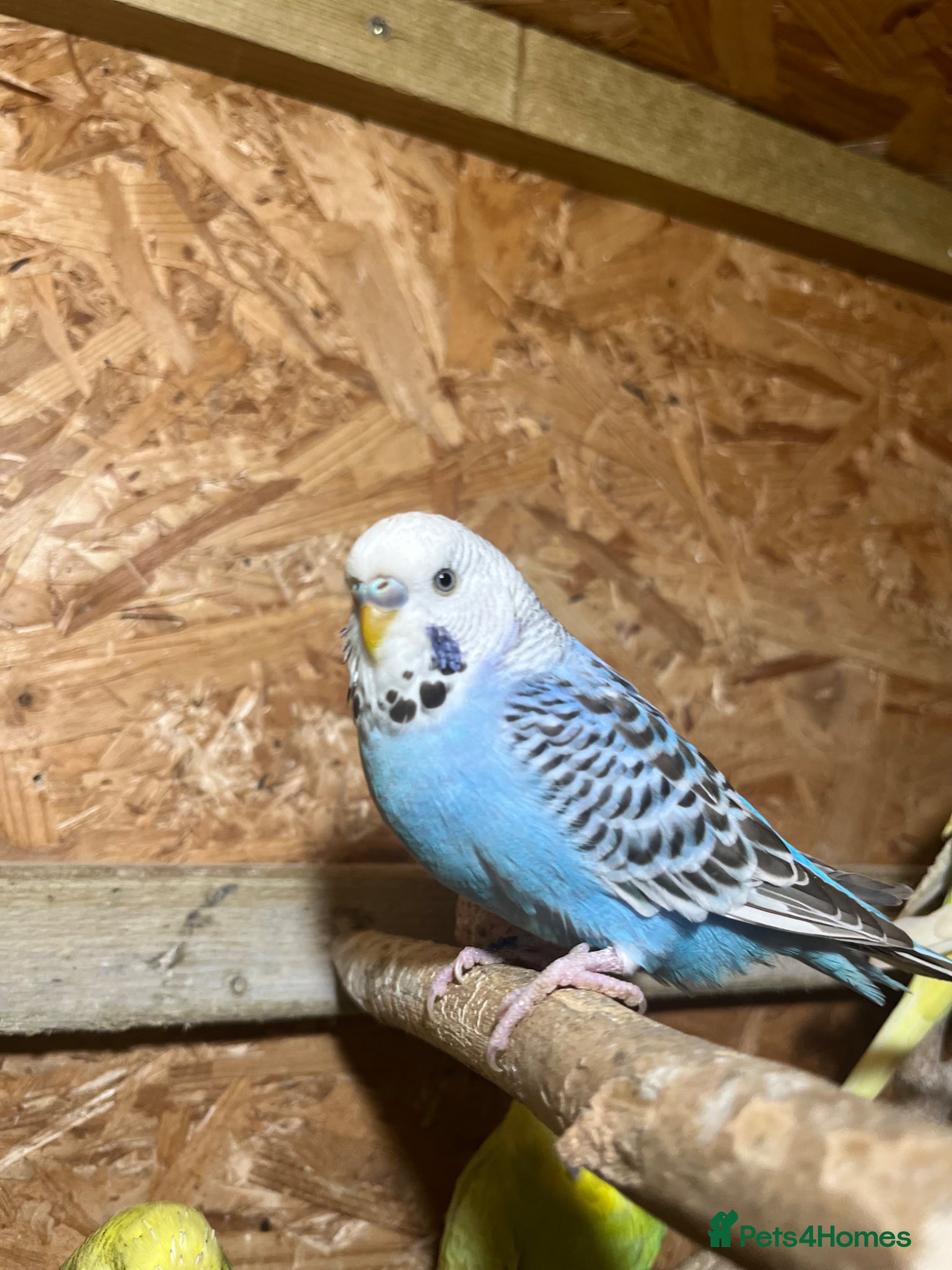 Budgerigars birds Beautiful budgerigar looking for a companion  - Advert 4